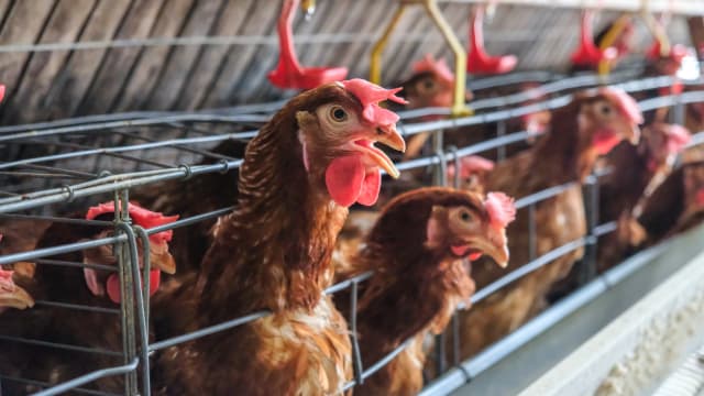 许宝琨：一家养鸡场获认证无禽流感 印尼进口活鸡已抵岸