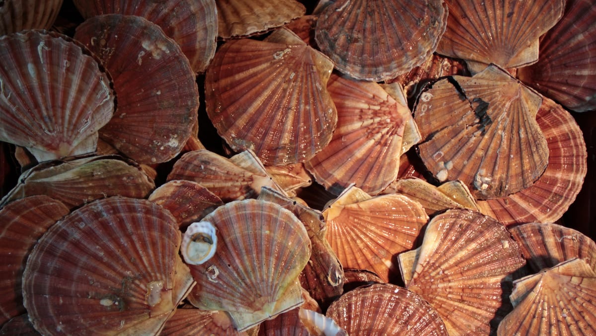 Scallops have 200 eyes, which function like a telescope Study TODAY