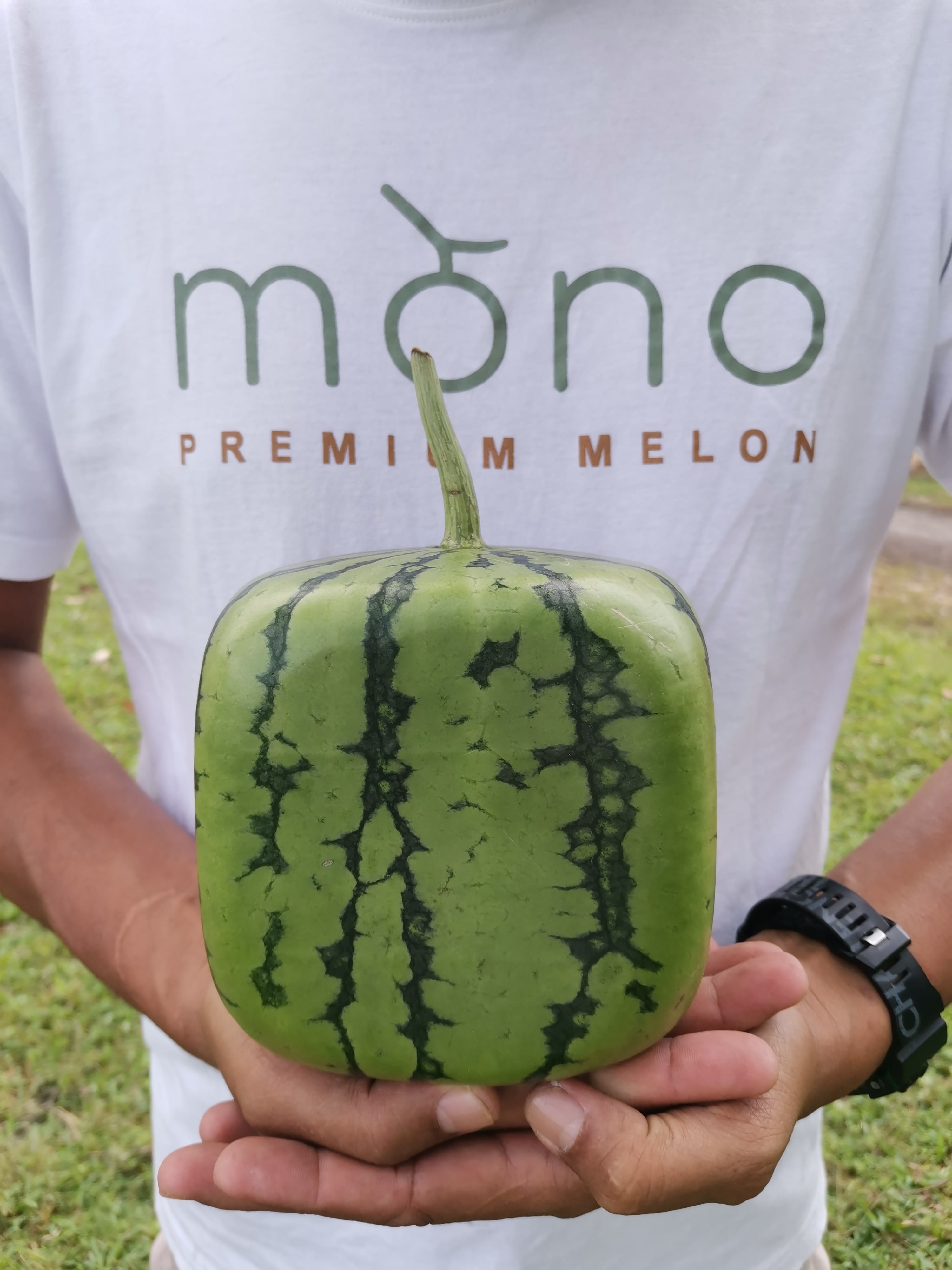 Melon mono premium Music and