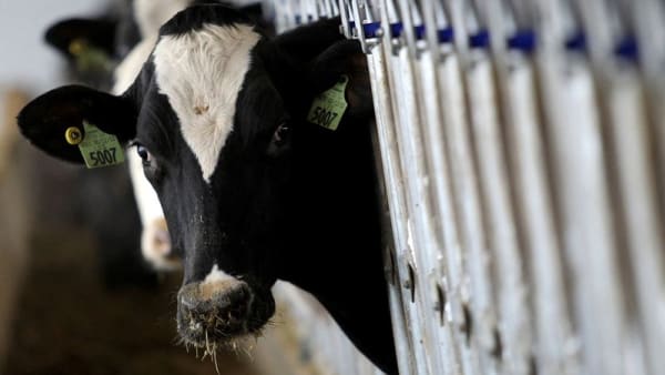 USDA to test ground beef in US states with outbreaks of bird flu in dairy cows