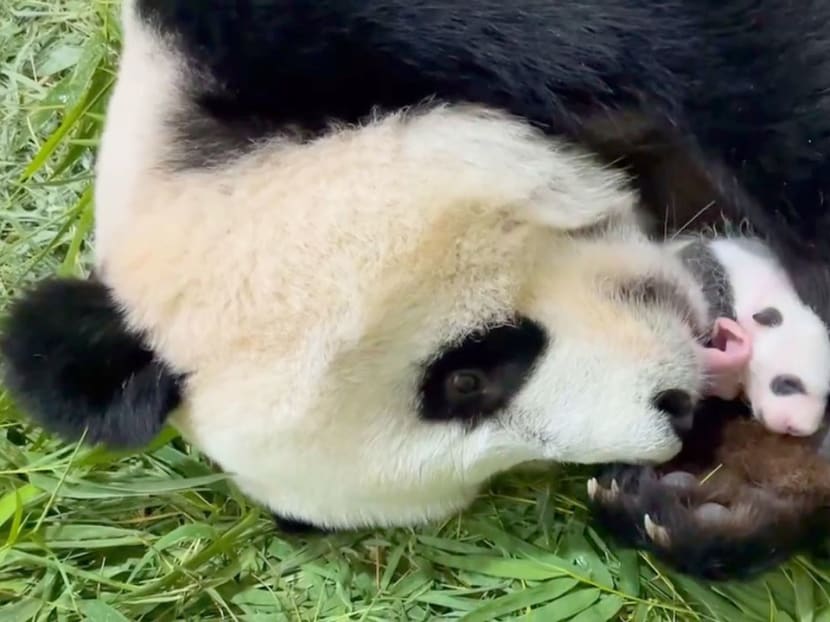 Squats, pee swaps and the 'roller-coaster ride' of making a panda baby in Singapore Squats, pee swaps and the 'roller-coaster ride' of making a panda baby in Singapore