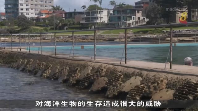 澳洲生物学家展开保育计划 保护海洋生物