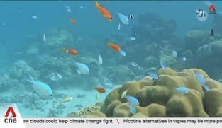 Maldives coral reefs facing multitude of threats due to climate change