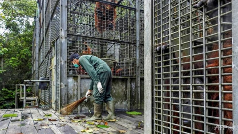 Indonesia covers up to protect orangutans from coronavirus threat Indonesia covers up to protect orangutans from coronavirus threat