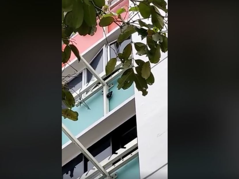 The Animal Concerns Research and Education Society (Acres) said in a Facebook post on Wednesday that its officers rescued a mynah that was seen dangling outside a flat in Yishun.