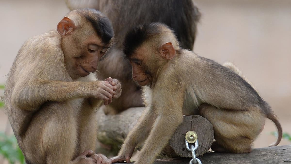 old-joke-apes-also-like-to-tease-meaning-trait-could-be-ancient-today