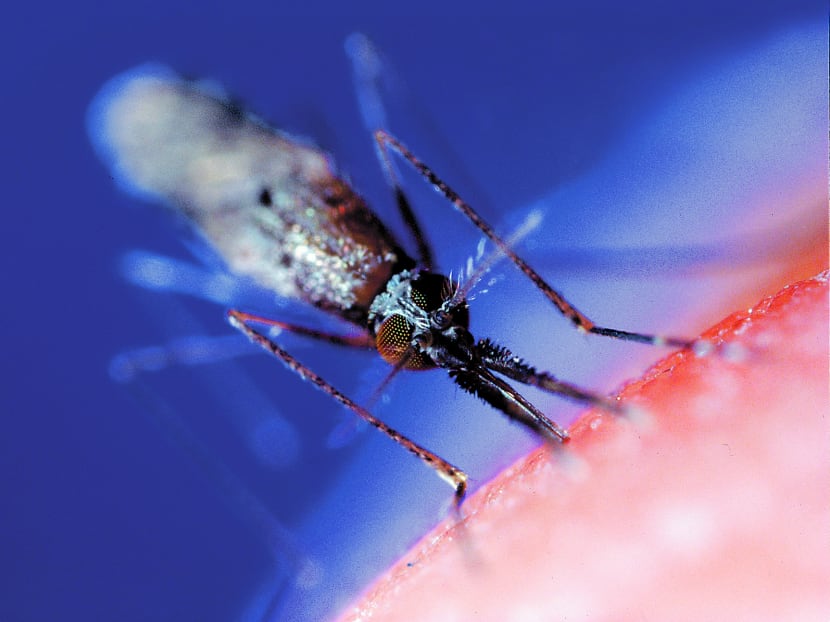 The Anopheles Gambiae mosquito is the most common mosquito species in Africa and the primary malaria-causing vector in humans.  Photo: Eurek Alert/via Bloomberg News.