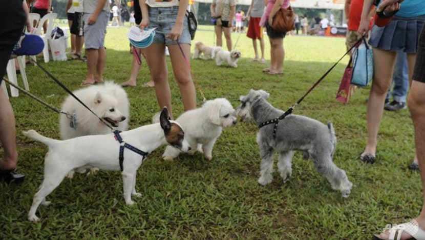 Covid-19 made pets more popular than ever – now luxury residences from New  York to Singapore are offering pet concierges, grooming services, mud rooms  and dog parks