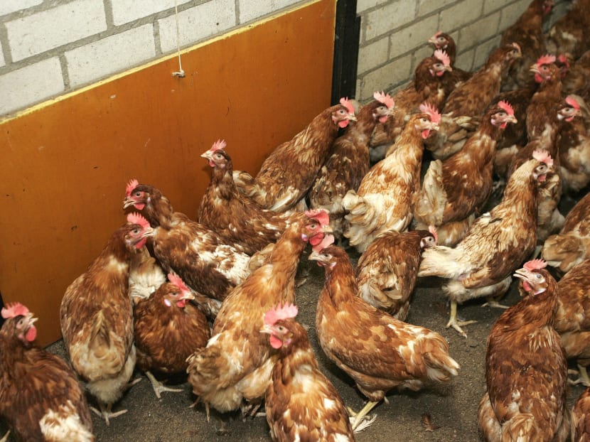 Health workers slaughtered around 100,000 hens at a poultry farm at Hekendorp outside Gouda while 90,000 chicks were culled at Witmarsum, in northern Friesland.