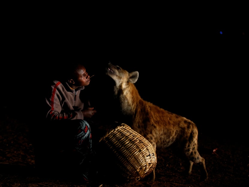 Abbas Yusuf, 23, known as Hyena Man, feeds a hyena on the outskirts of Harar, Ethiopia, February 23, 2017. Photo: Reuters