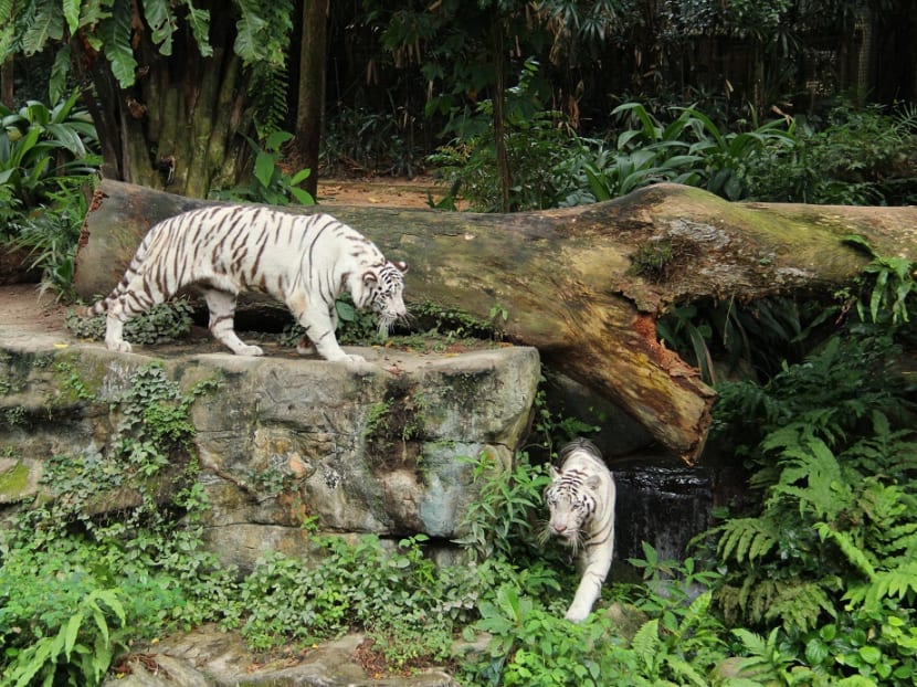 More felines added to Singapore Zoo