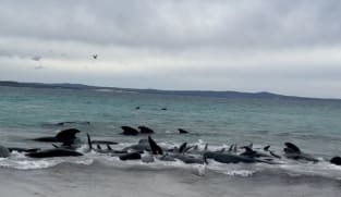 Dozens of pilot whales beach on western Australian coast
