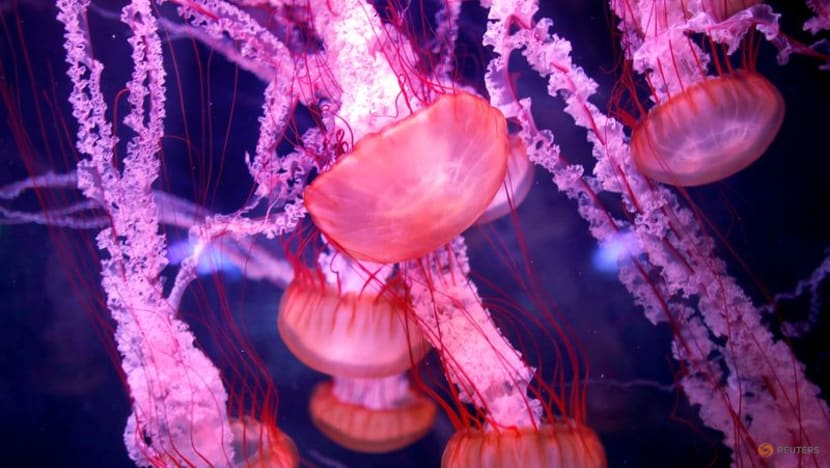 Scientists find clues to what makes 'immortal jellyfish' immortal Scientists find clues to what makes 'immortal jellyfish' immortal