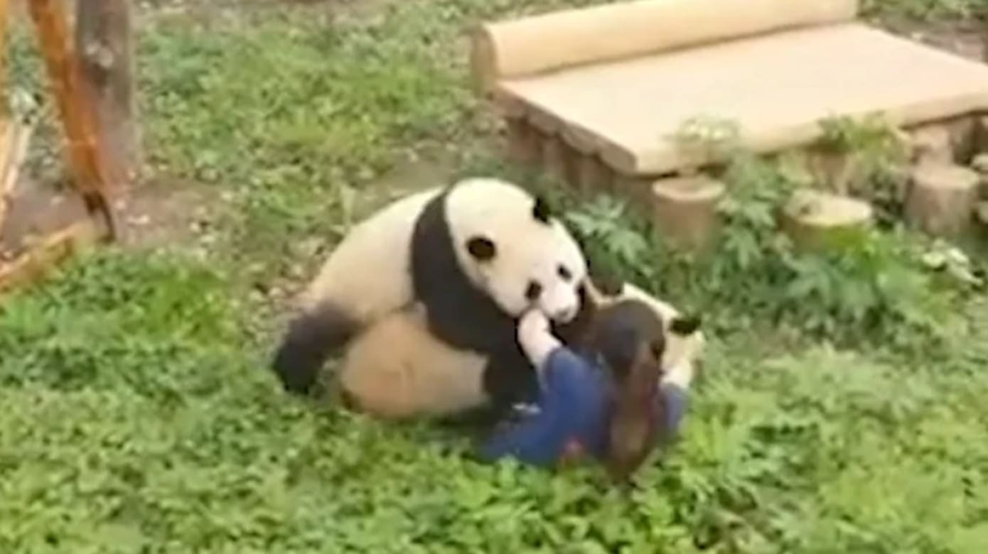 网红大熊猫突“围攻”保育员 同事急忙助脱困