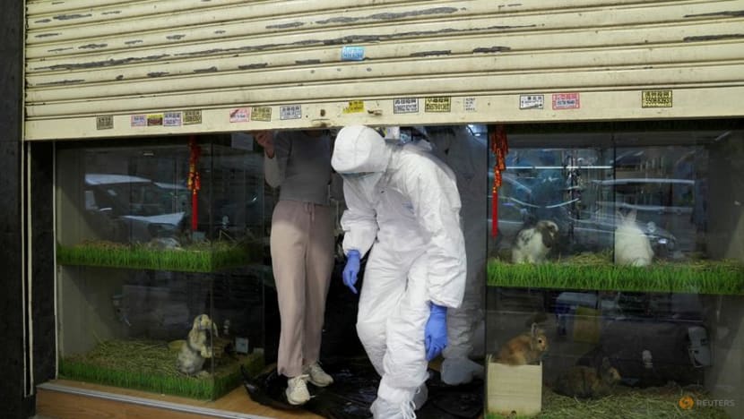 Hong Kong government offers hamster reparations in COVID-19 fight Hong Kong government offers hamster reparations in COVID-19 fight