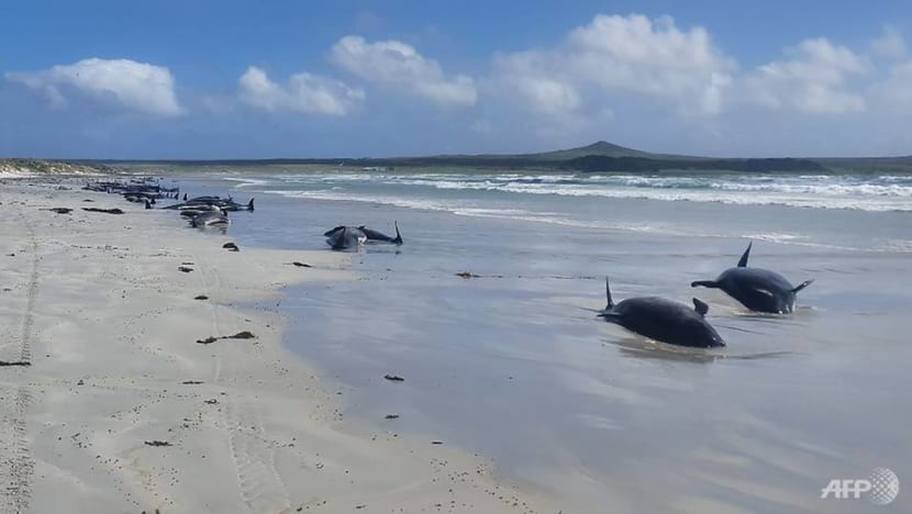 Nearly 100 whales die after mass stranding in New Zealand Nearly 100 whales die after mass stranding in New Zealand
