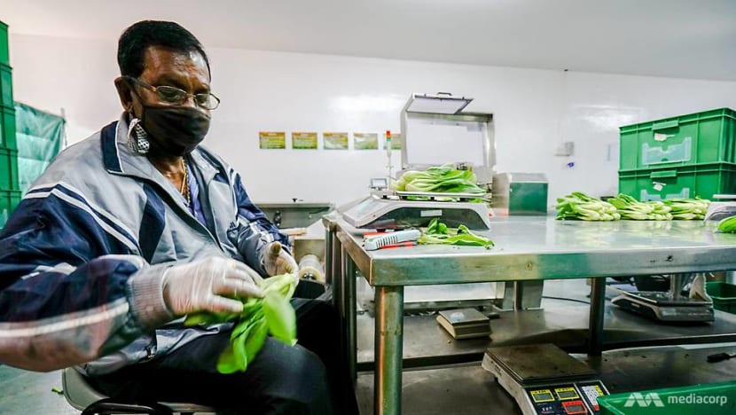 Disabled jobseekers turn to urban farming as COVID-19 affects employment opportunities Disabled jobseekers turn to urban farming as COVID-19 affects employment opportunities