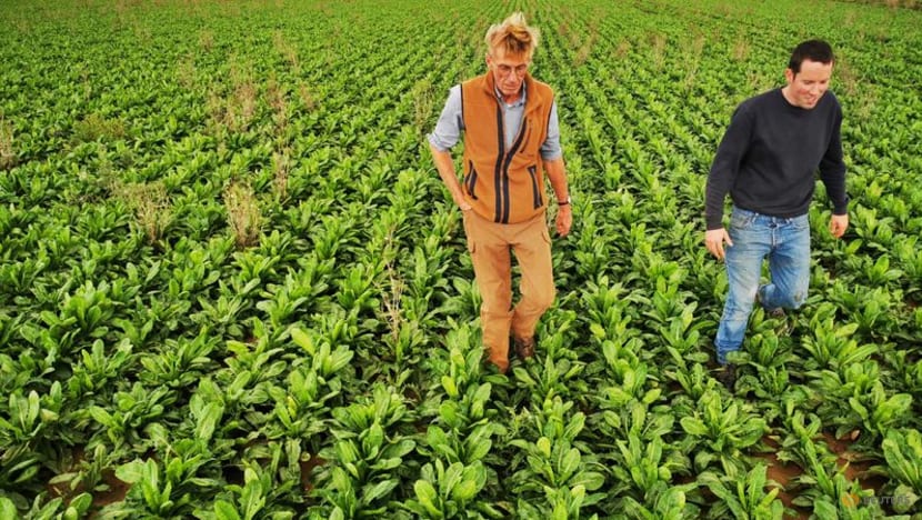 Europe's vegetable farmers warn of shortages as energy crisis bites Europe's vegetable farmers warn of shortages as energy crisis bites