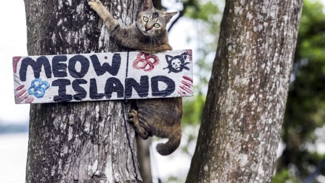 马国“猫岛”成流浪猫的天堂 收留逾60只猫