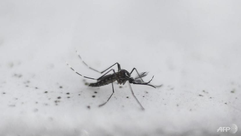 NEA warns of another dengue outbreak in 2023 as cases remain high in January