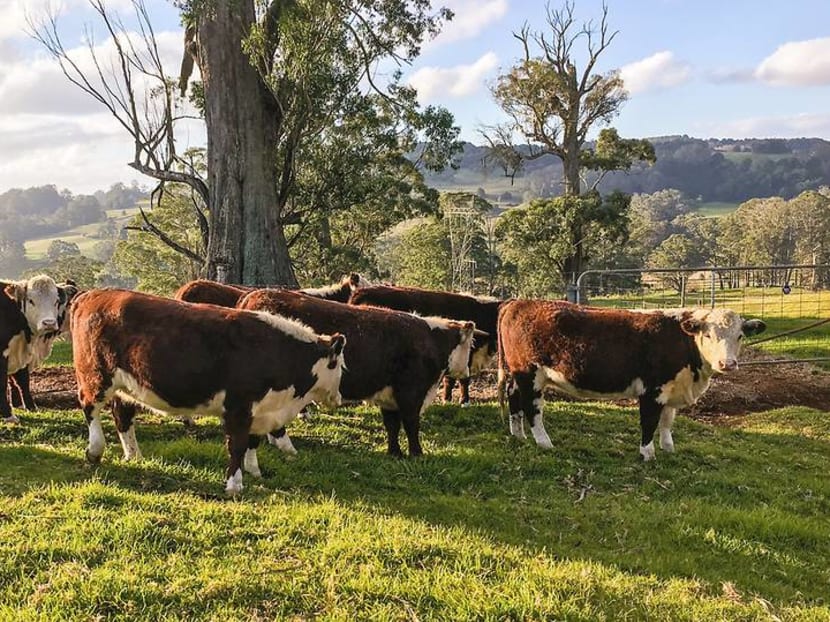 Turning ethical farming into an immersive travel experience just outside Sydney