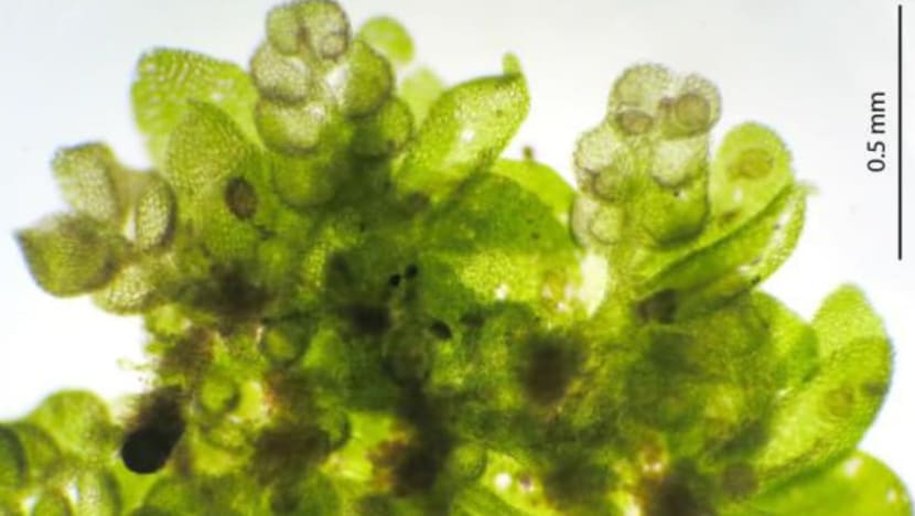 Spesies baru liverwort & bunga Orkid yang disangka sudah pupus, ditemui pada 2021