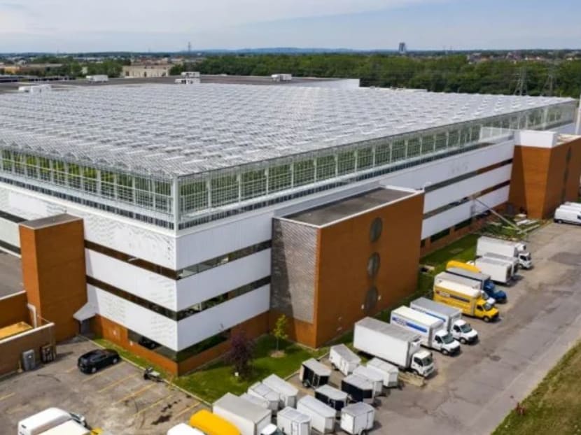 It's not an obvious choice of location to cultivate organic vegetables — in the heart of Canada's second-largest city — but Lufa Farms on Wednesday (Aug 26) inaugurates the facility that spans 160,000 square feet, or about the size of three football fields.