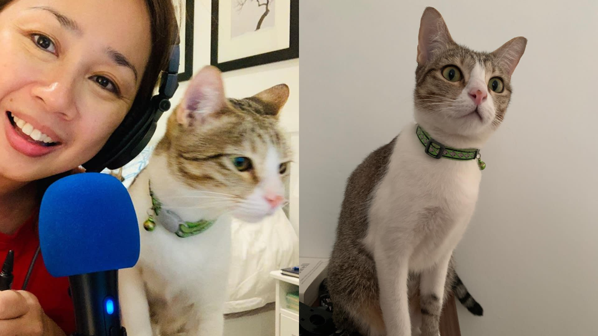 Vernetta Lopez Reveals Her Cat Has Passed Away After It Went Missing For A Week Vernetta Lopez Reveals Her Cat Has Passed Away After It Went Missing For A Week