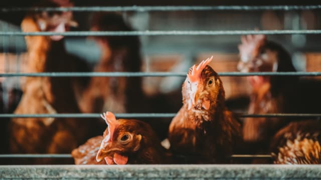 柔佛家禽业者预测 鲜鸡价格将上涨到每公斤12令吉以上