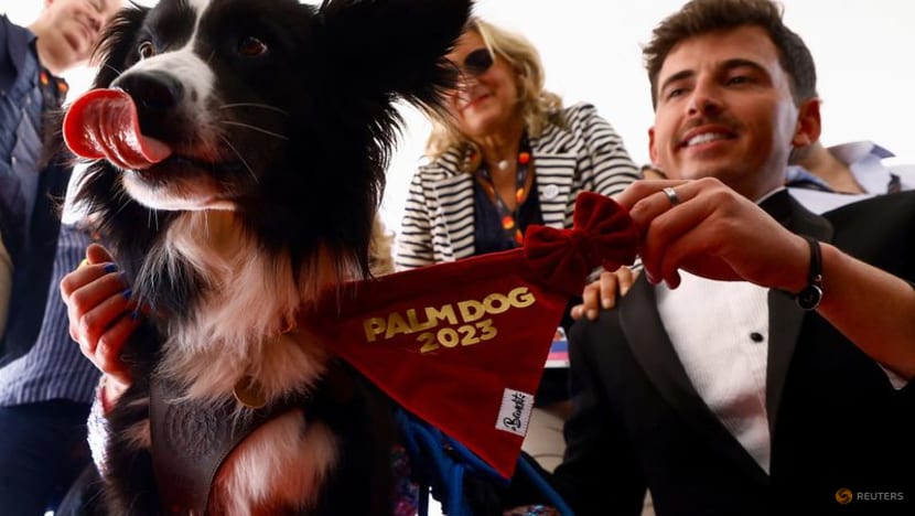'Anatomy of a Fall' border collie fetches Cannes Palm Dog in fiercest contest yet 'Anatomy of a Fall' border collie fetches Cannes Palm Dog in fiercest contest yet
