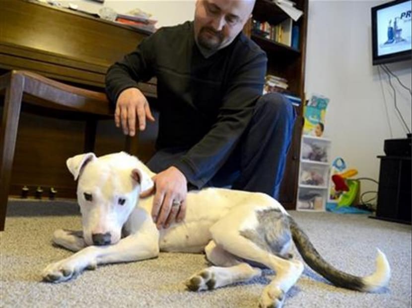 In this photo taken on Tuesday, March 31, 2015, Ryann Simmons sits with Theia, the dog his girlfriend is fostering at their home in Moses Lake, Washington. Photo: AP