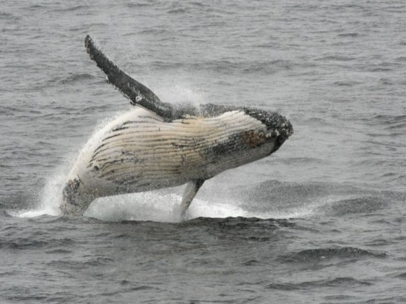 A humpback whale jumps out of the water in the western Antarctic peninsula. Photo: AFP