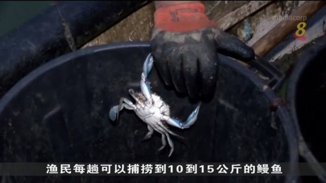 法国南部蓝蟹泛滥 影响当地捕鱼业