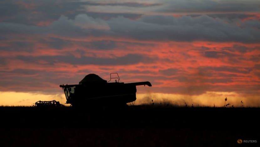 China's LongPing to launch Brazil sorghum seed next year China's LongPing to launch Brazil sorghum seed next year