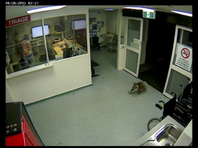 Gallery: Koala pays late night visit to Australian hospital