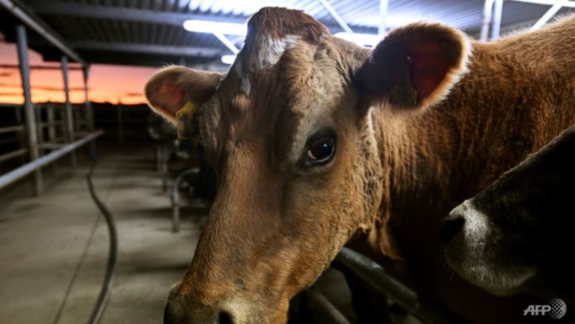 New Zealand locks horns with Canada in dairy trade row