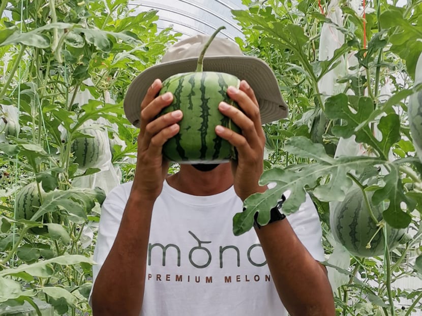 Why Malaysia’s muskmelon ‘agropreneurs’ are now growing square watermelons