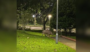 Wild boars in Bukit Panjang: Man attacked in latest incident, 8 trapped since May