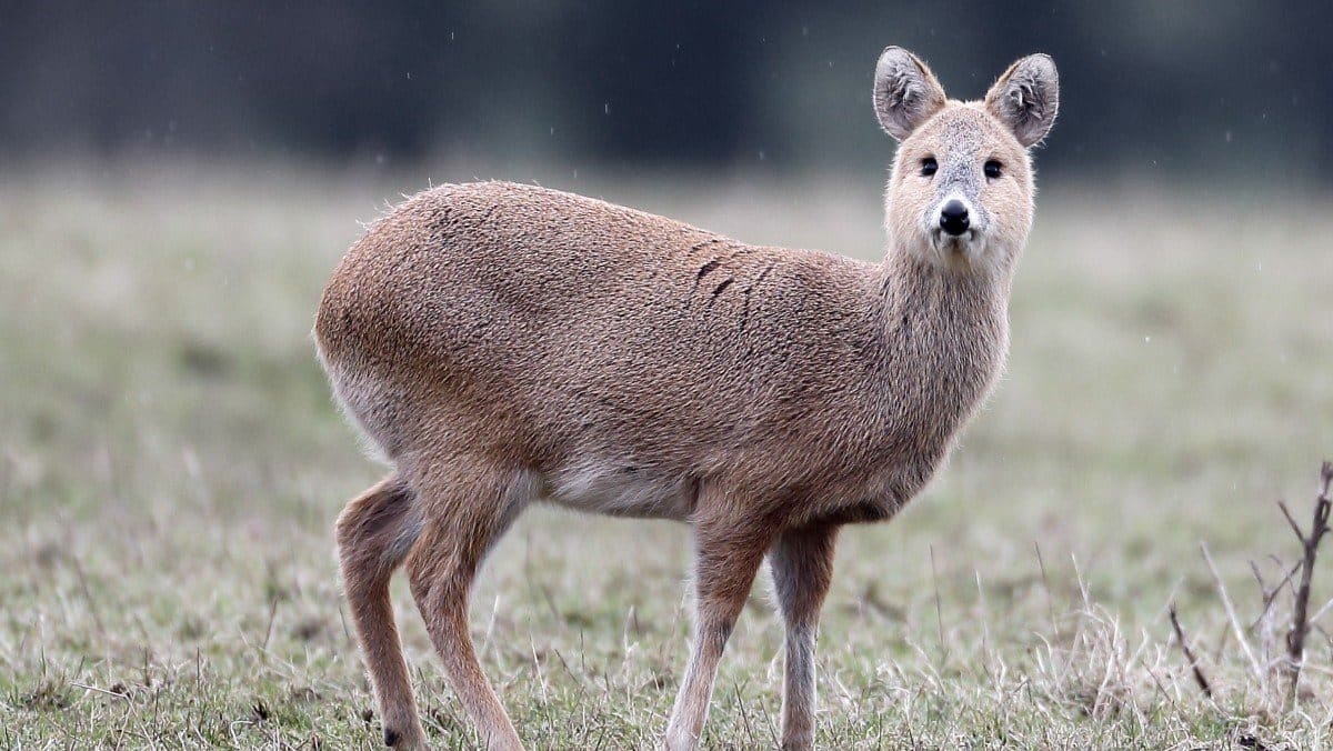 The vulnerable Chinese deer hunted for fun in the UK TODAY