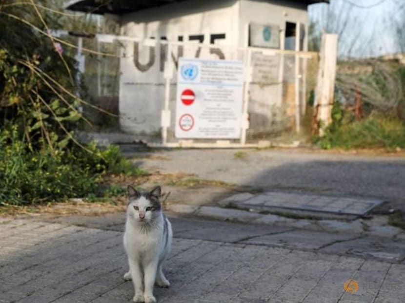 Despite ancient cat connections, Cyprus is swamped with strays Despite ancient cat connections, Cyprus is swamped with strays