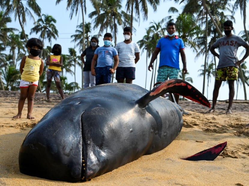 People look at a dead pilot whale on a beach in Panadura on Nov 3, 2020. Rescuers and volunteers were racing since Nov 2 to save about 100 pilot whales stranded on Sri Lanka's western coast in the island nation's biggest-ever mass beaching.