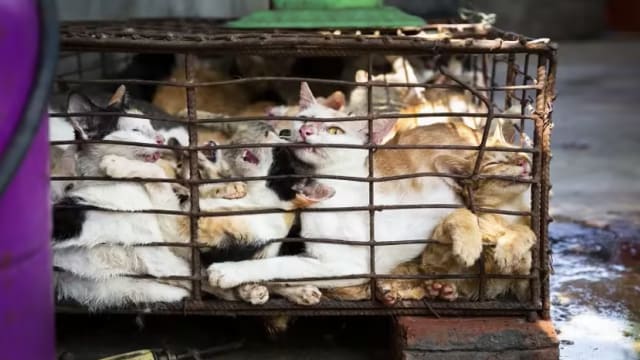 越南查获非法屠宰场 2000猫尸当药材