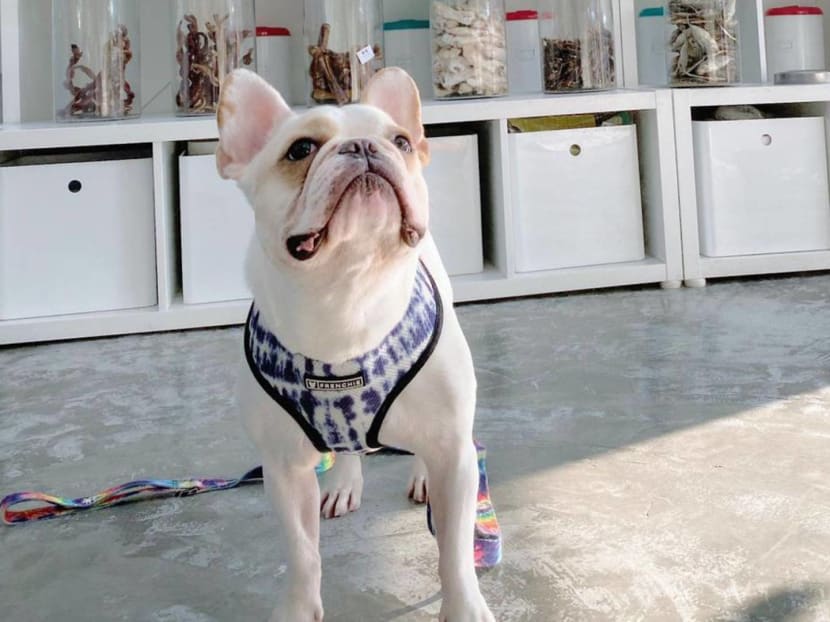 Pet essentials online sale