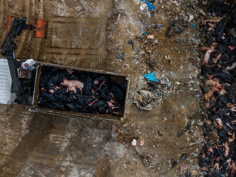 Dead pigs were transported to a landfill as part of a government culling operation in Hong Kong. An outbreak of African swine fever is pushing governments in Asia to take drastic measures.