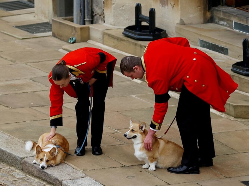 The royal corgis await the cortege on the day of the state funeral and burial of Britain's Queen Elizabeth, at Windsor Castle in Windsor, Britain, Sept 19, 2022. The royal corgis await the cortege on the day of the state funeral and burial of Britain's Queen Elizabeth, at Windsor Castle in Windsor, Britain, Sept 19, 2022.