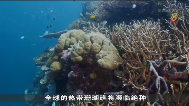 澳洲大堡礁珊瑚超过九成已被白化