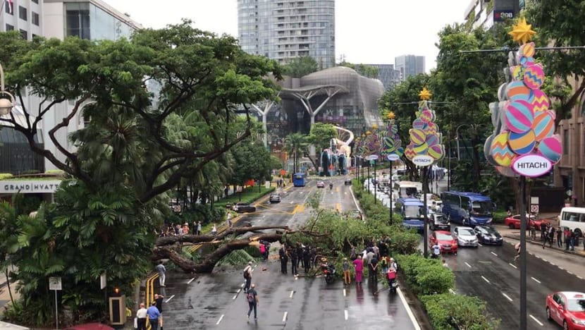 Tree falls on car along Scotts Road Tree falls on car along Scotts Road