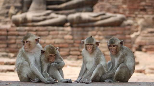 担心投喂猴子可能感染猴痘 泰国景区游客骤减