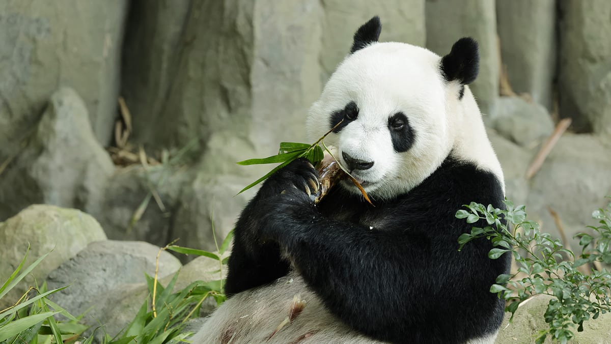 giant-pandas-jia-jia-kai-kai-to-extend-stay-in-singapore-until-2027