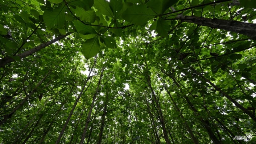 Nestle steps up reforestation project in Ivory Coast